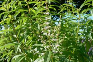 lippia citriodora