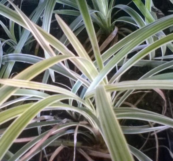 liriope muscari aztec grass 