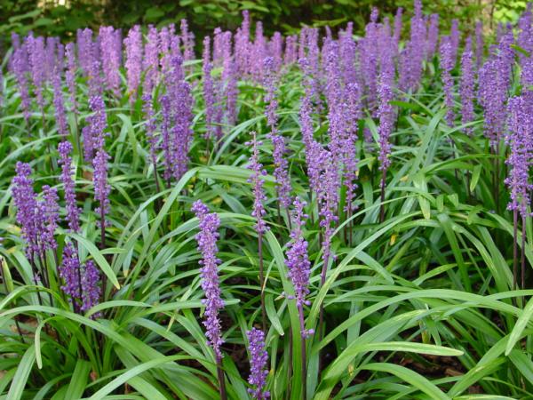 liriope muscari big blue