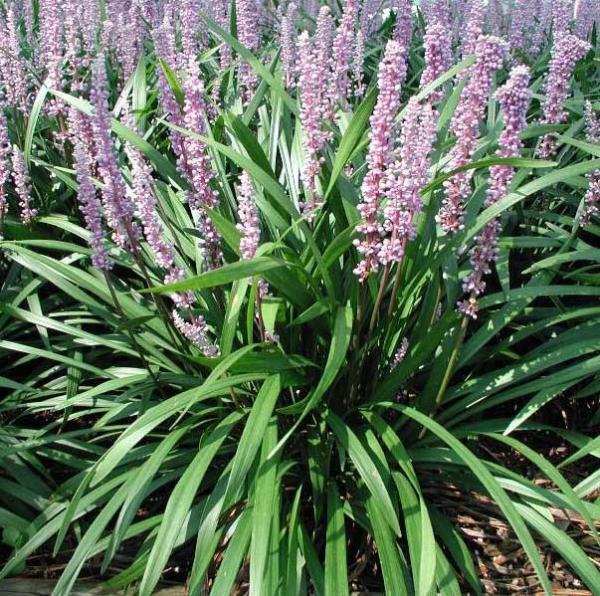 liriope muscari ingwersen