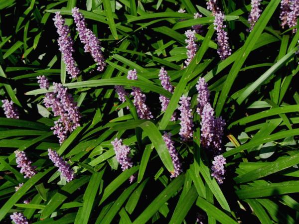 liriope muscari majestic