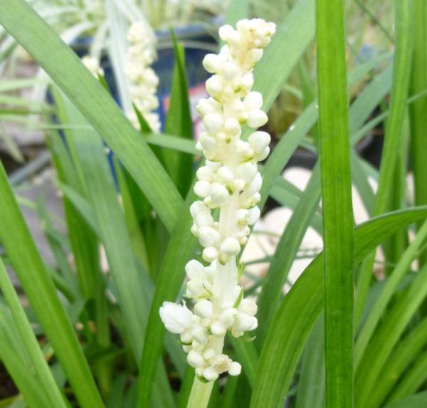 liriope muscari monroe white