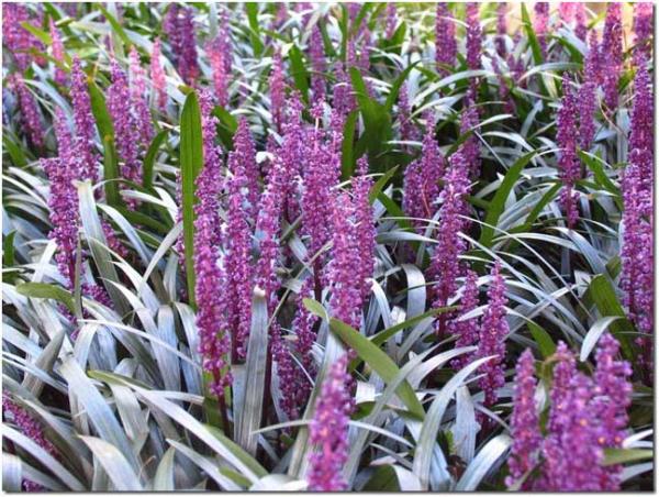 liriope muscari royal purple