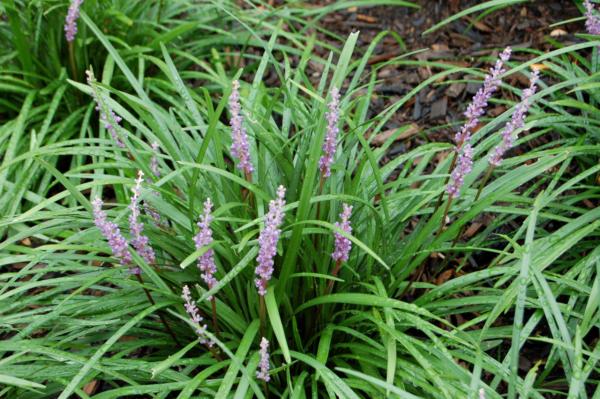 liriope muscari