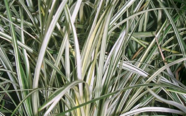 liriope muscari silver dragon