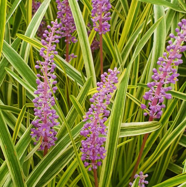 liriope muscari variegata