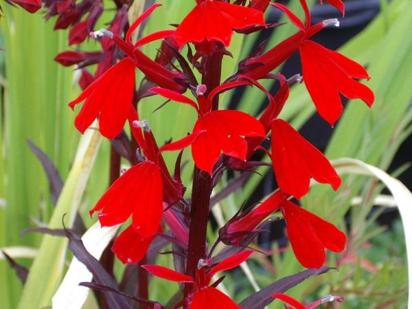 lobelia fulgens queen victoria