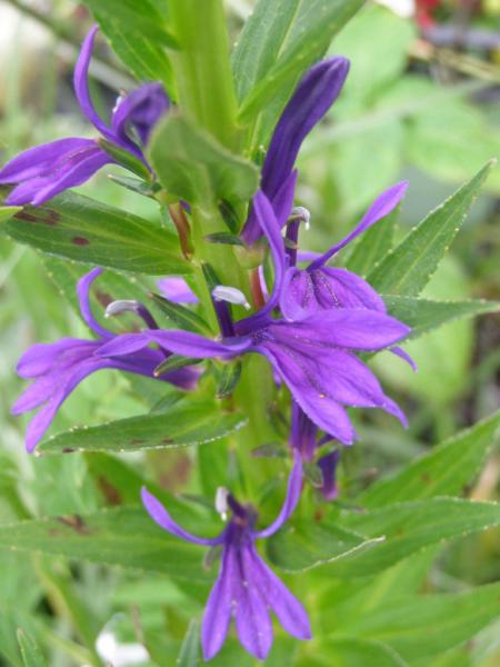 lobelia sessilifolia 