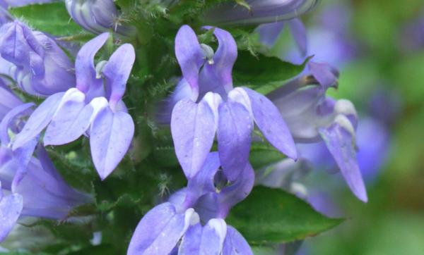 lobelia siphilitica
