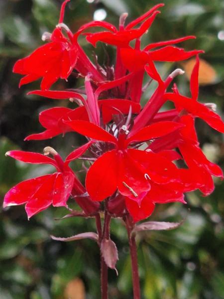 lobelia spec. starship scarlet  