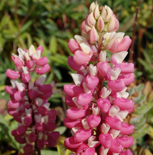 lupinus russell la chatelaine