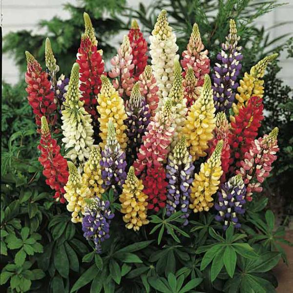 lupinus russell minarette