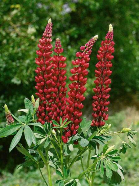 lupinus russell my castle