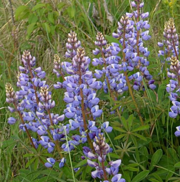 lupinus perennis