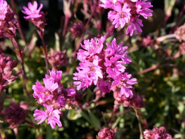 lychnis alpina