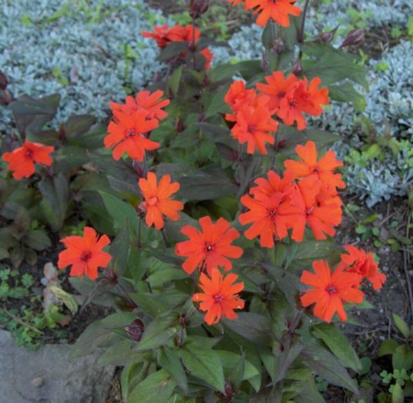 lychnis x arkwrightii vesuvius