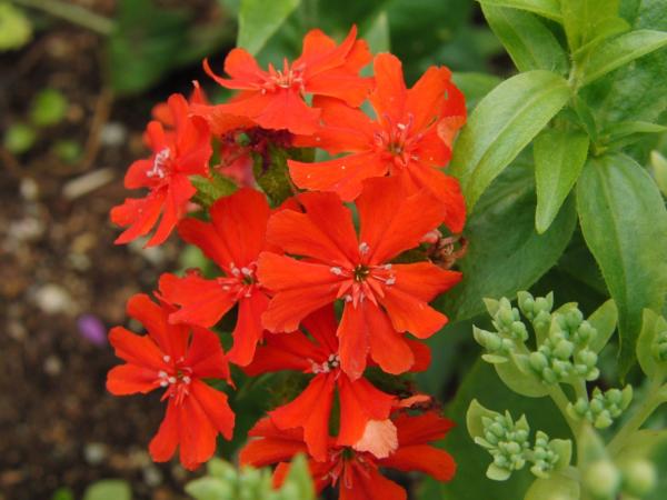 lychnis chalcedonica