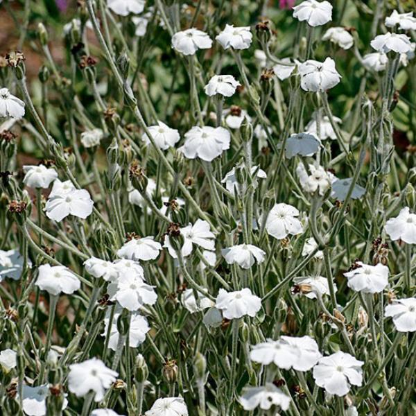 lychnis coronaria alba 
