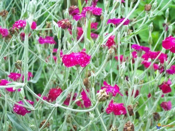 lychnis coronaria