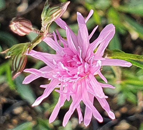 lychnis flos-cuculi jenny