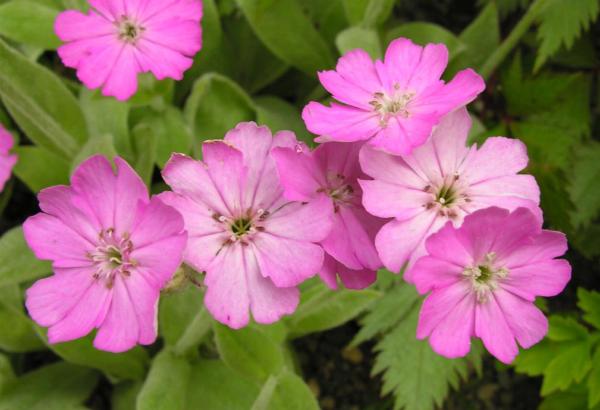 lychnis flos-jovis nana peggy