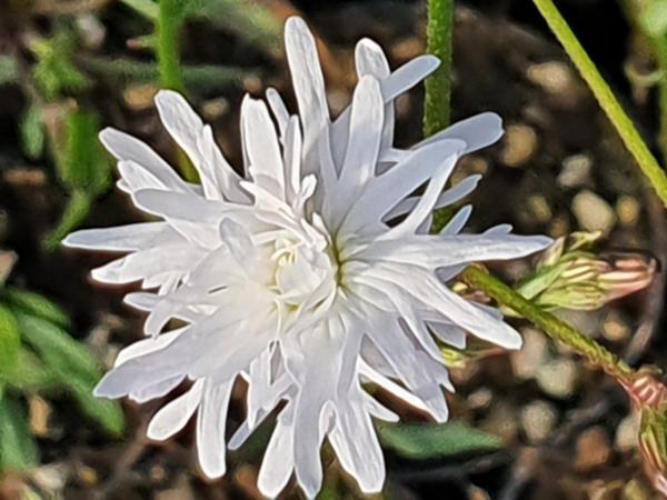 lychnis flos-cuculi petit henry