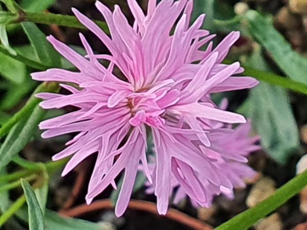 lychnis flos-cuculi petite jenny