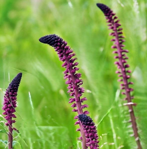 lysimachia atropurpurea
