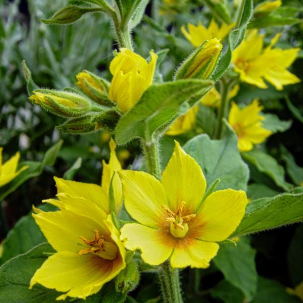 lysimachia punctata