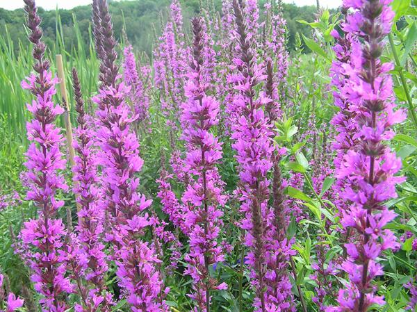 lythrum salicaria