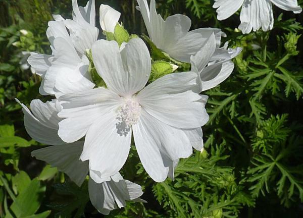 malva moschata alba