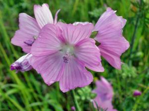 malva moschata