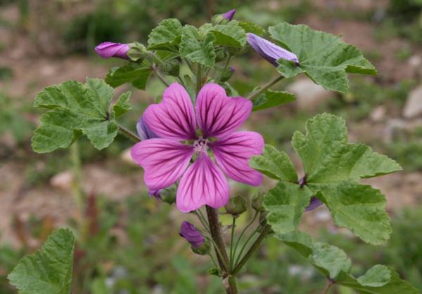 malva sylvestris