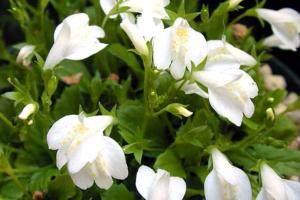 mazus reptans albus