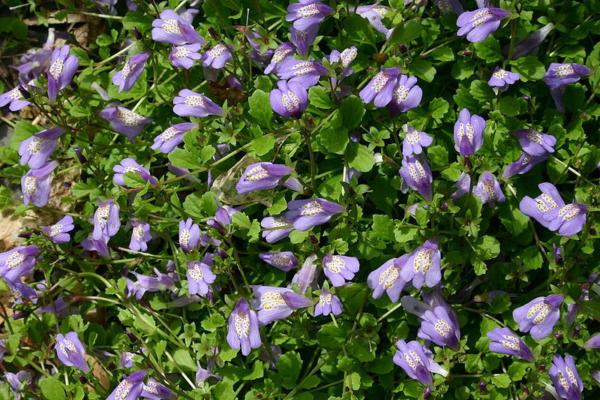 mazus reptans