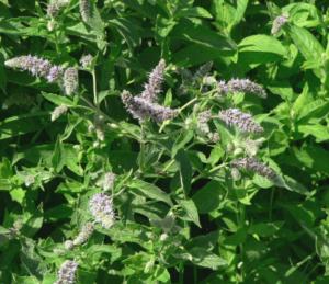 mentha longifolia