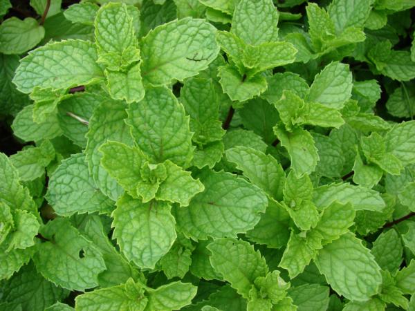 mentha rotundifolia