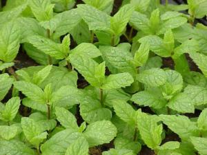 mentha spicata