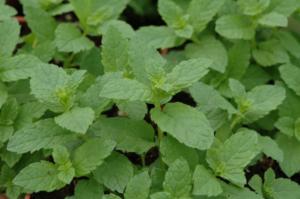 mentha spicata moroccan