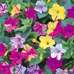 mirabilis jalapa