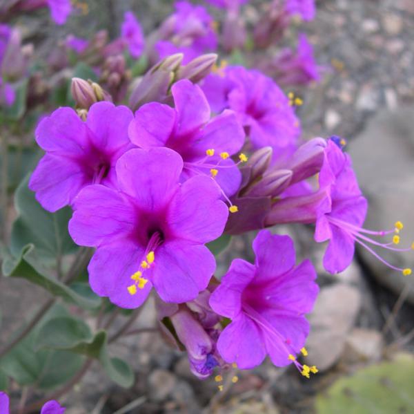 mirabilis multiflora 