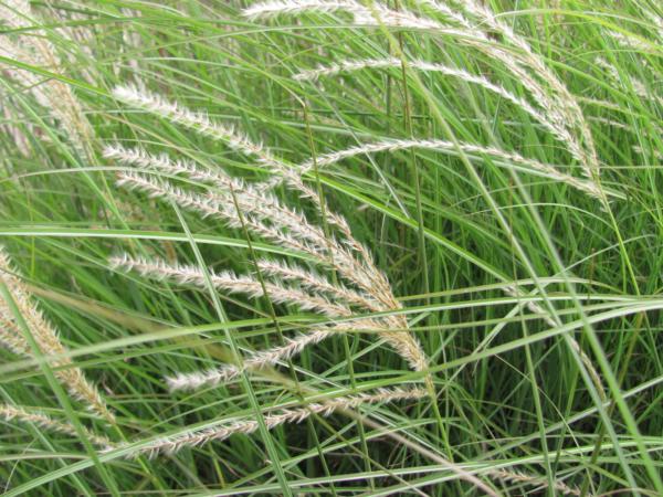 miscanthus sinensis graziella