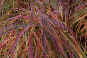 miscanthus sinensis purpurascens