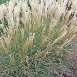 miscanthus sinensis adagio