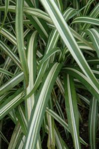 miscanthus sinensis cabaret 