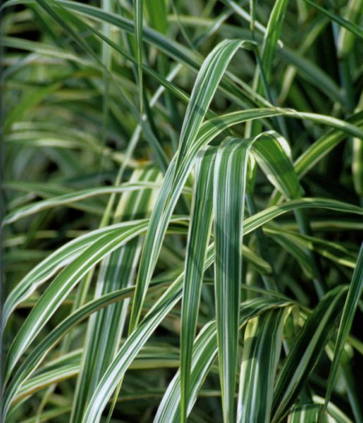 miscanthus sinensis cosmopolitan