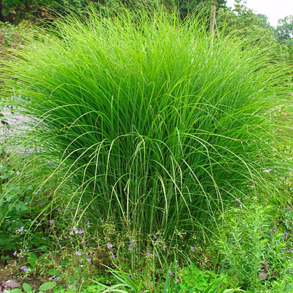 miscanthus sinensis gracillimus