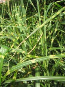 miscanthus sinensis leopard