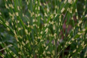 miscanthus sinensis little zebra