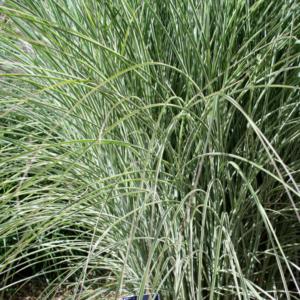 miscanthus sinens. morning light